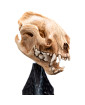 Lord of the Rings Miniature Skull of a Warg 20 cm obrázok 4